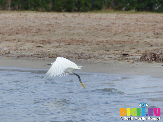 FZ027820 Little Egret flying off